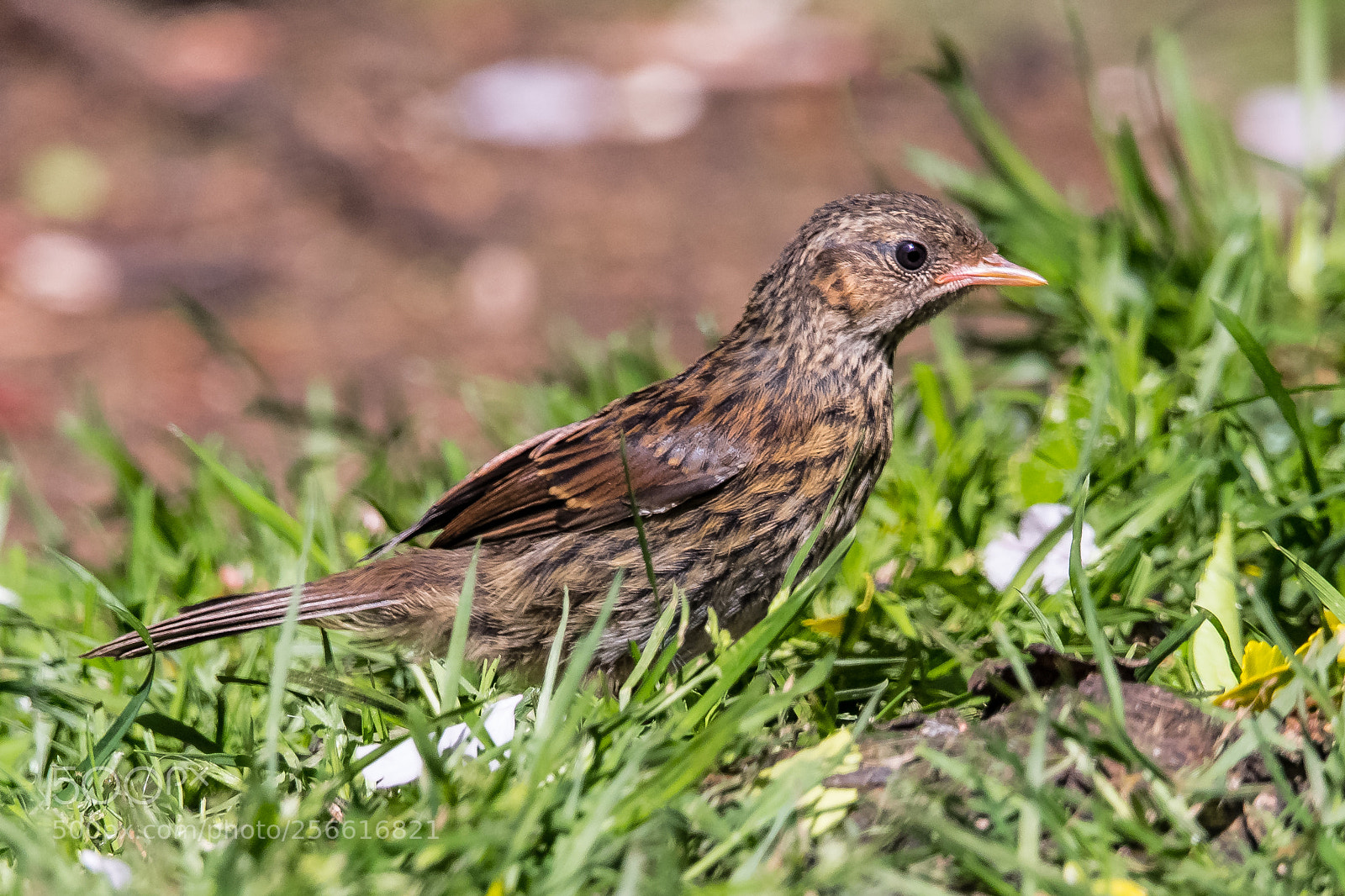 Nikon D850 sample photo. Fledgling thrush photography