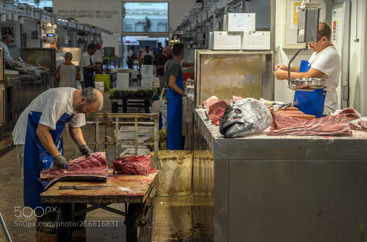 Sony a7R sample photo. Fresh tuna photography