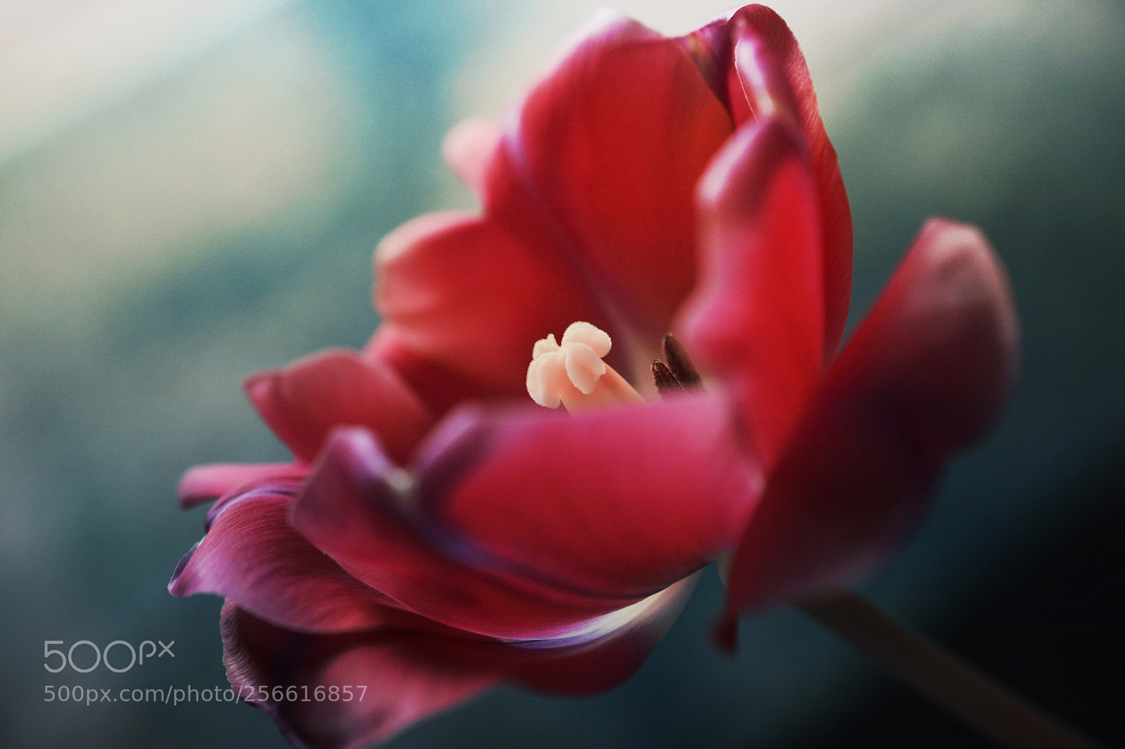 Nikon D7100 sample photo. Open photography