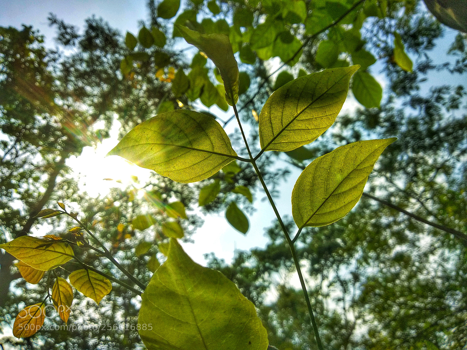 Xiaomi Redmi Note 5 sample photo. Untitled photography