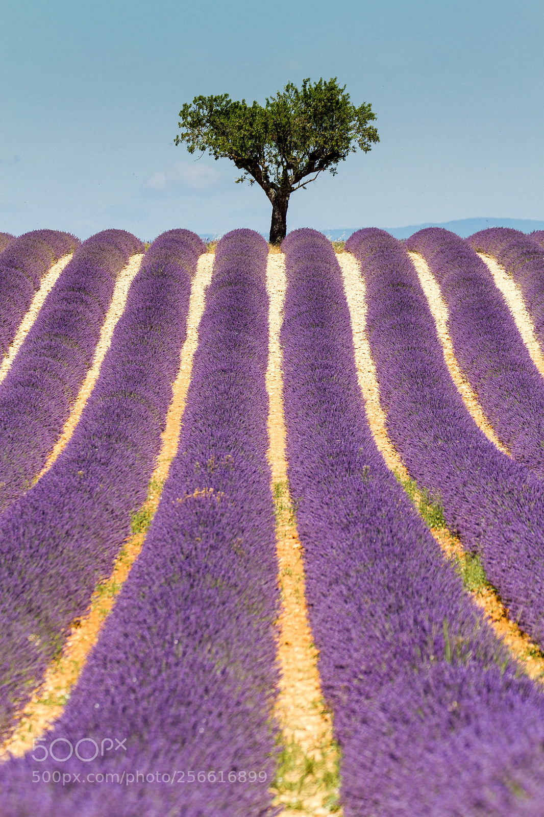 Canon EOS 7D sample photo. Lavender paths photography
