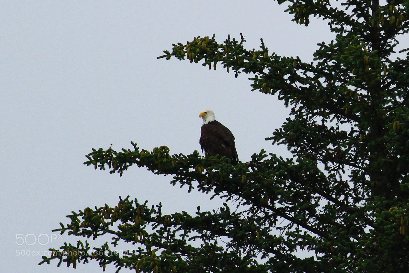 Canon EOS 1300D (EOS Rebel T6 / EOS Kiss X80) sample photo. Perched eagle photography