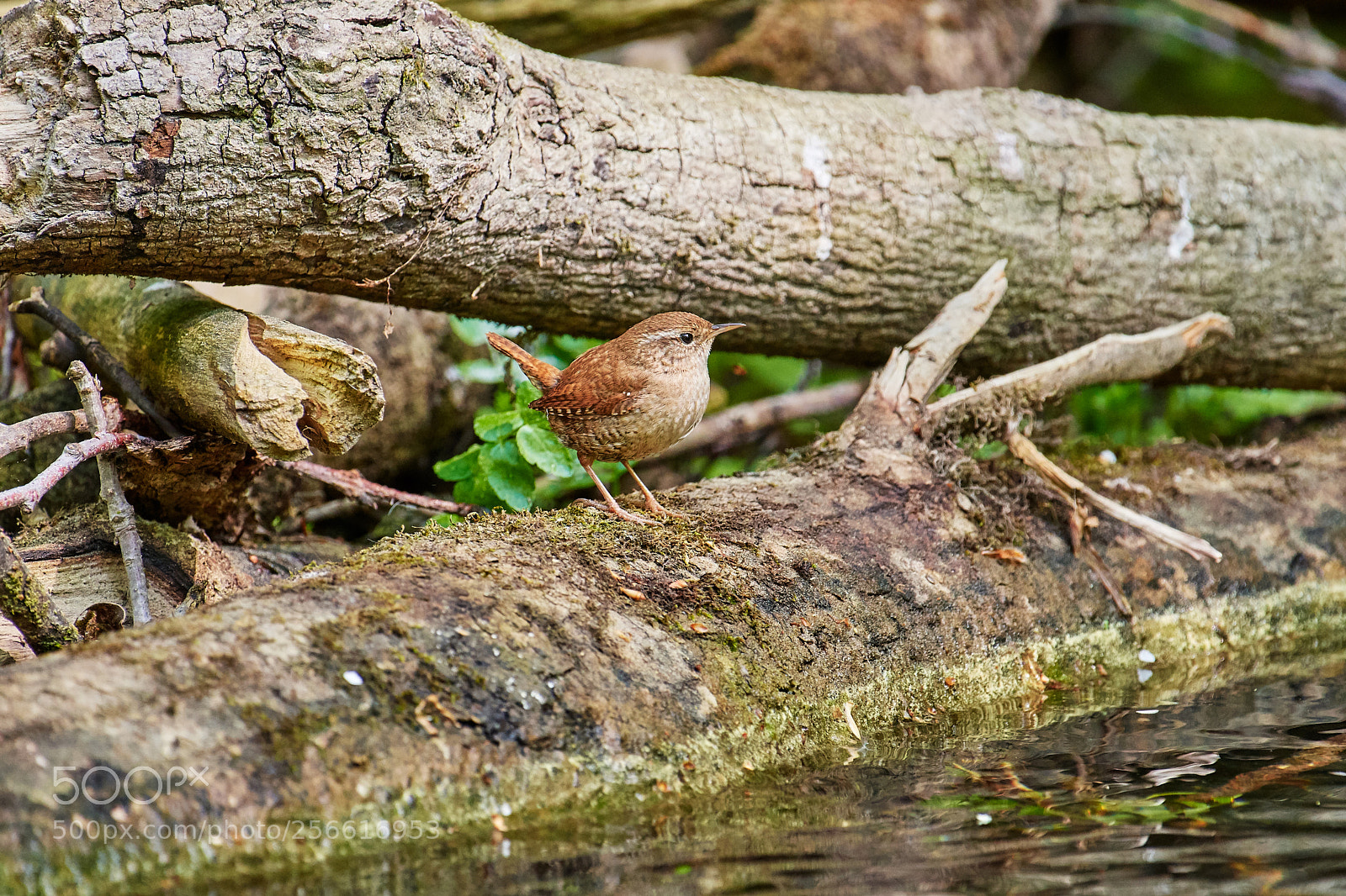 Nikon D500 sample photo. Zaunkönig (troglodytes troglodytes) photography
