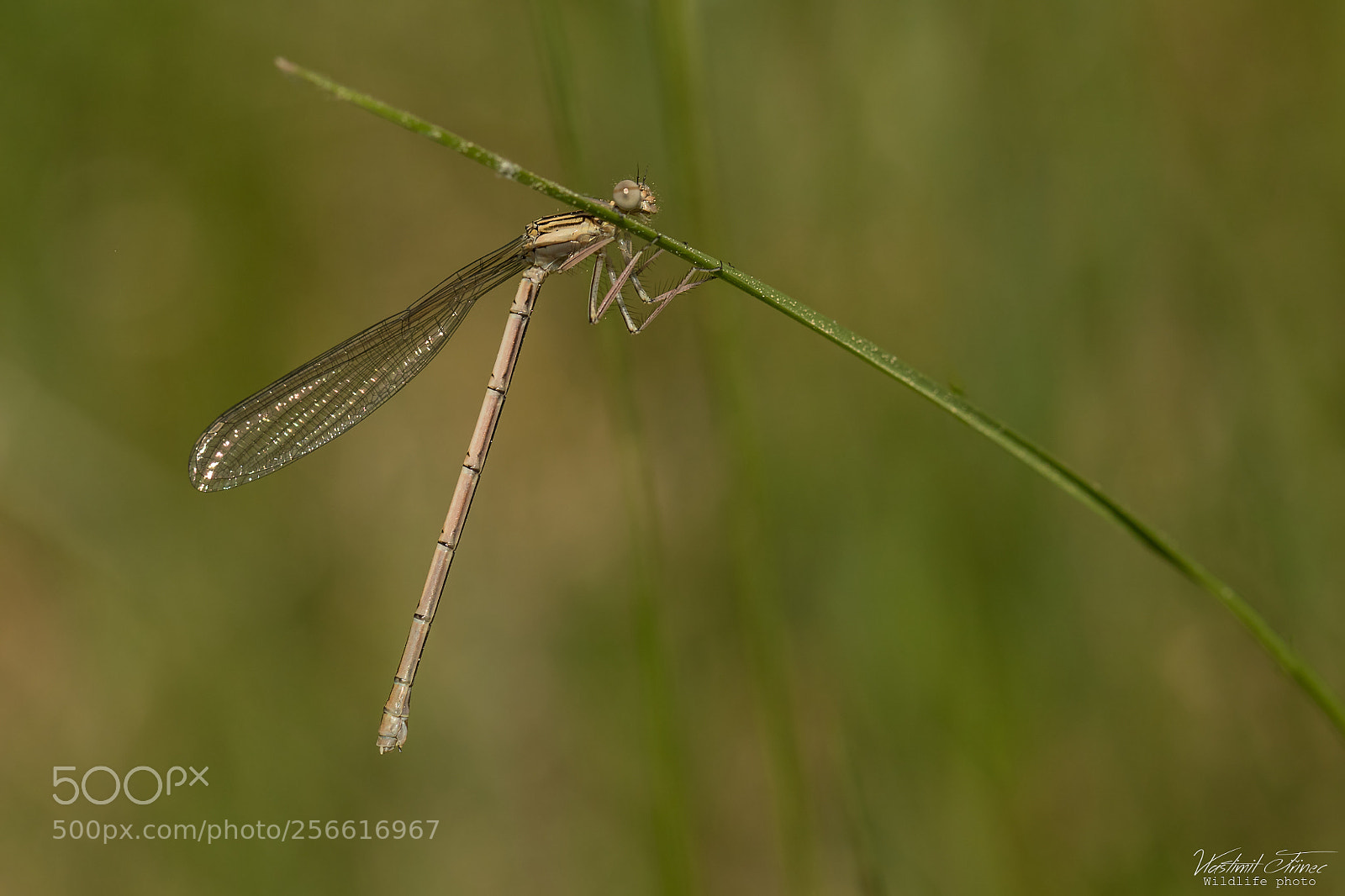 Canon EOS 7D Mark II sample photo. Platycnemis pennipes photography