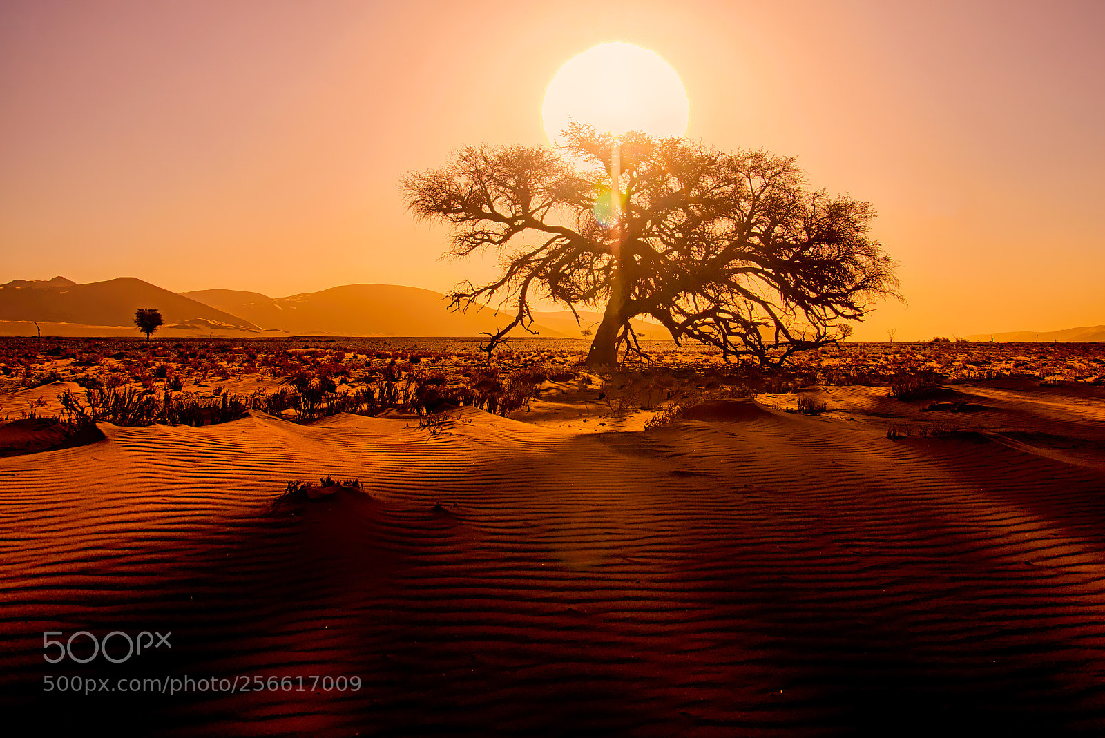 Sony SLT-A77 sample photo. Namibia photography