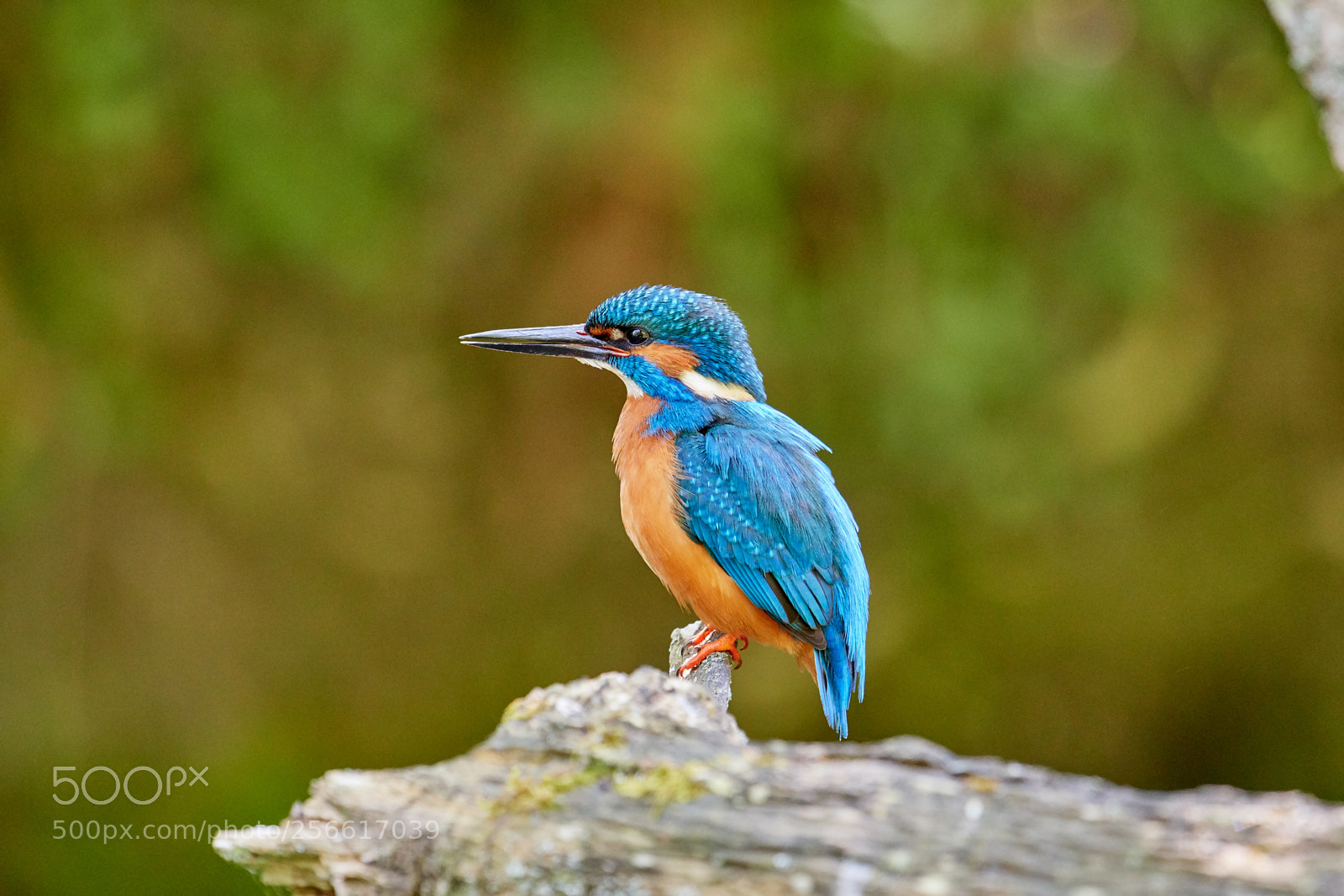 Nikon D500 sample photo. Eisvogel (alcedo atthis) photography
