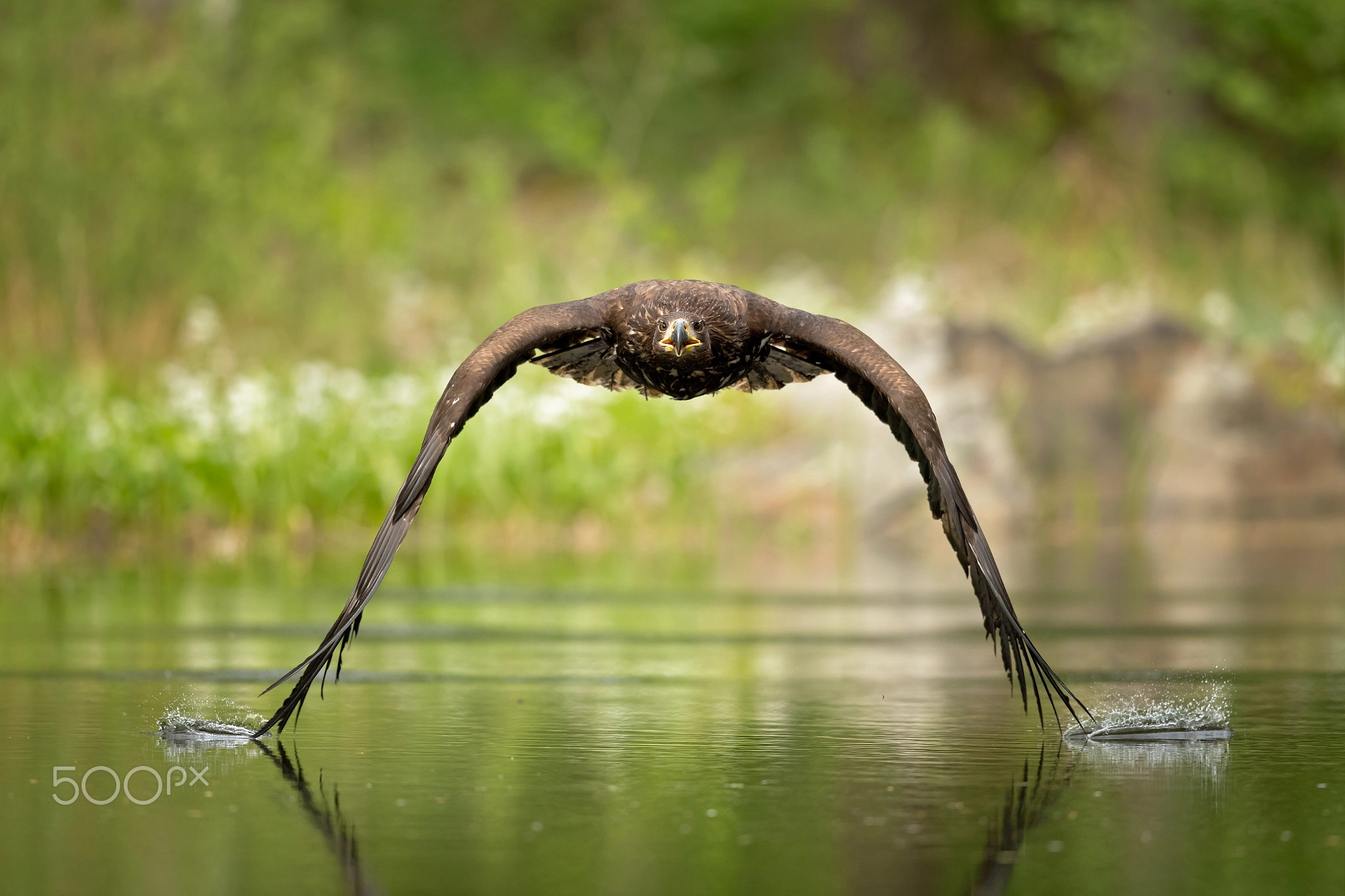 White-tailed Eagle