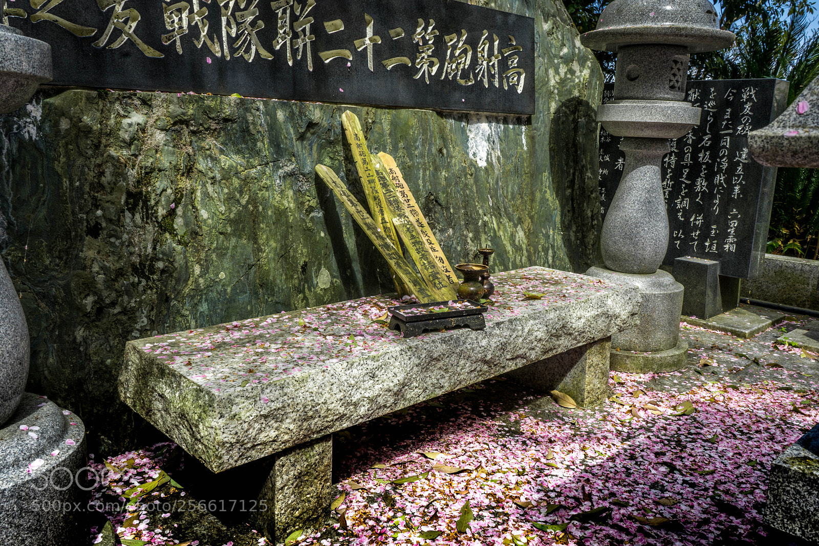 Sony a7 sample photo. A carpet of cherry photography