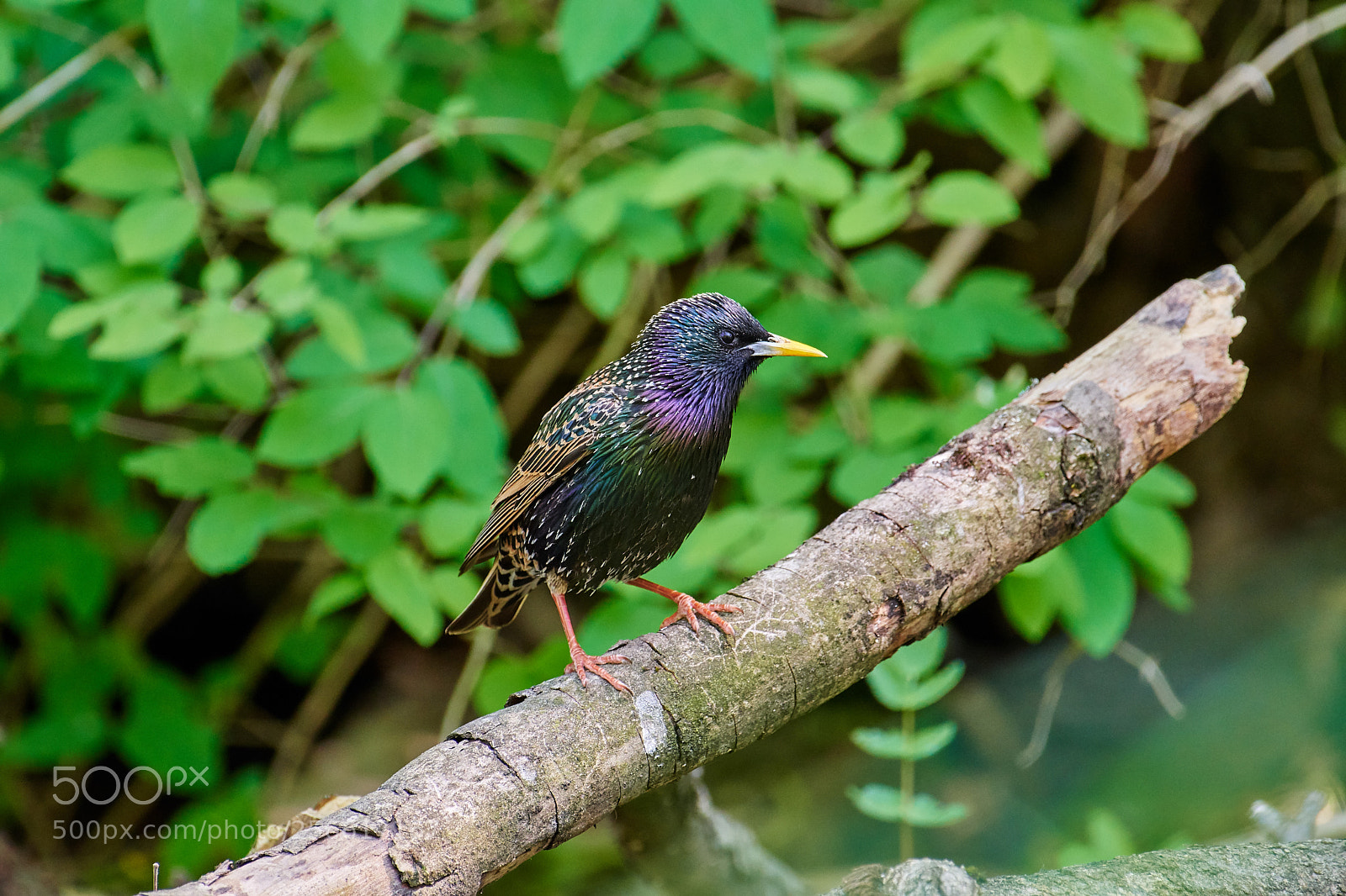Nikon D500 sample photo. Star (sturnus vulgaris) photography