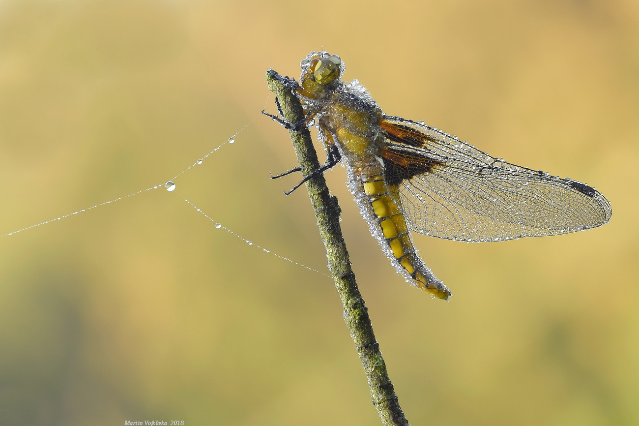 Nikon D5300 + Sigma 105mm F2.8 EX DG OS HSM sample photo. Libellula depressa - vážka ploská photography