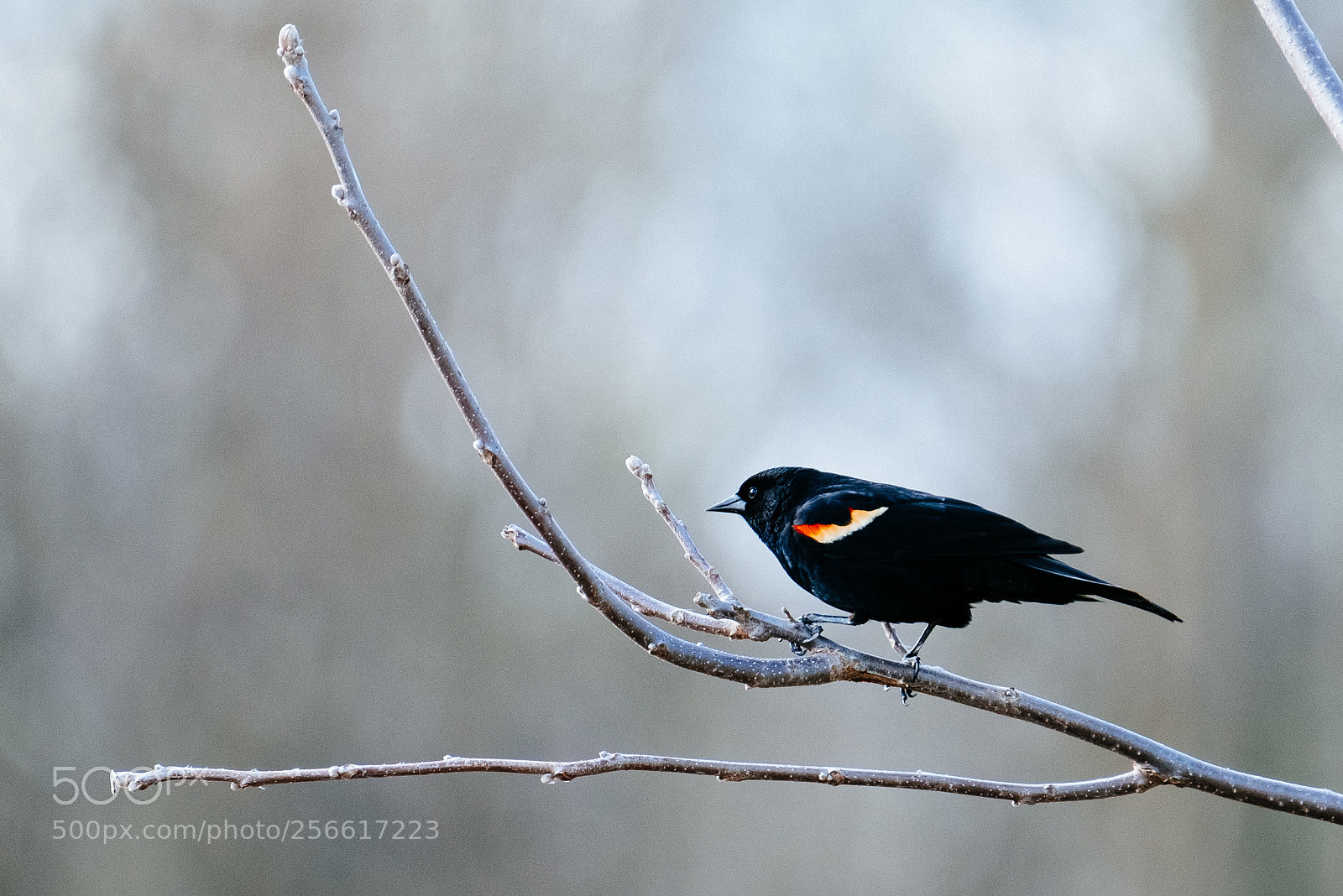Fujifilm X-T2 sample photo. Red-winged blackbird photography