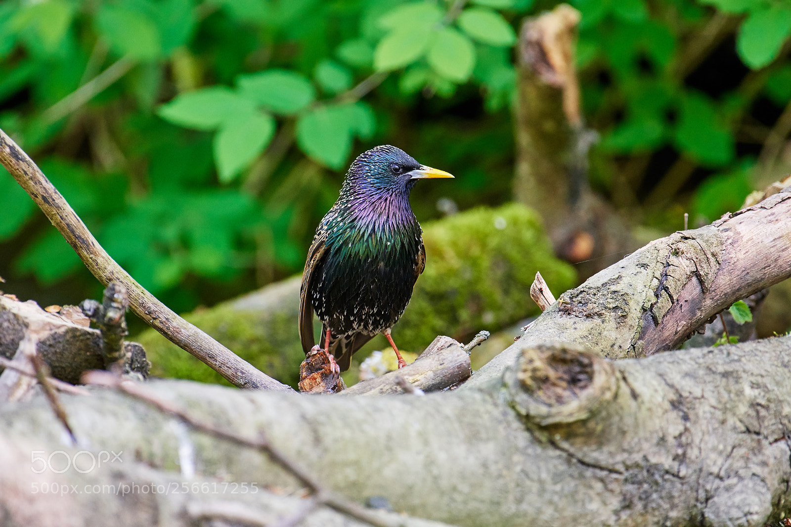 Nikon D500 sample photo. Star (sturnus vulgaris) photography
