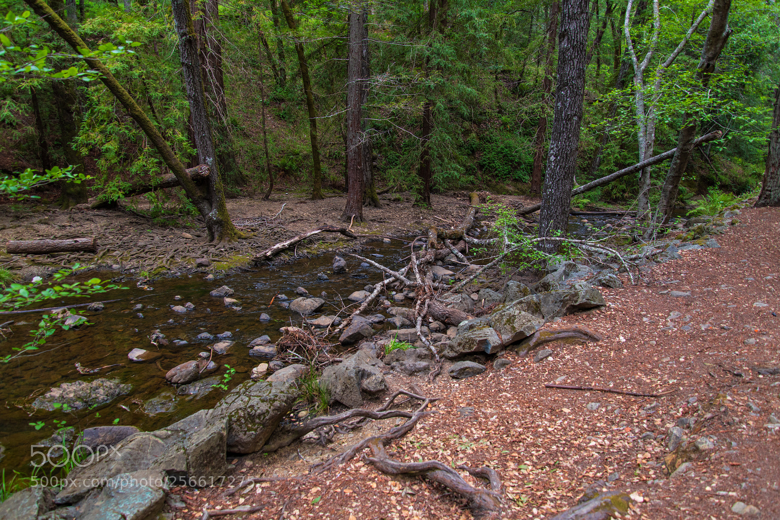 Nikon D850 sample photo. Lagunitas watershed photography