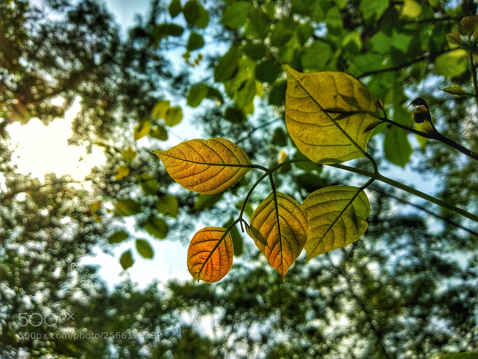 Xiaomi Redmi Note 5 sample photo. Untitled photography