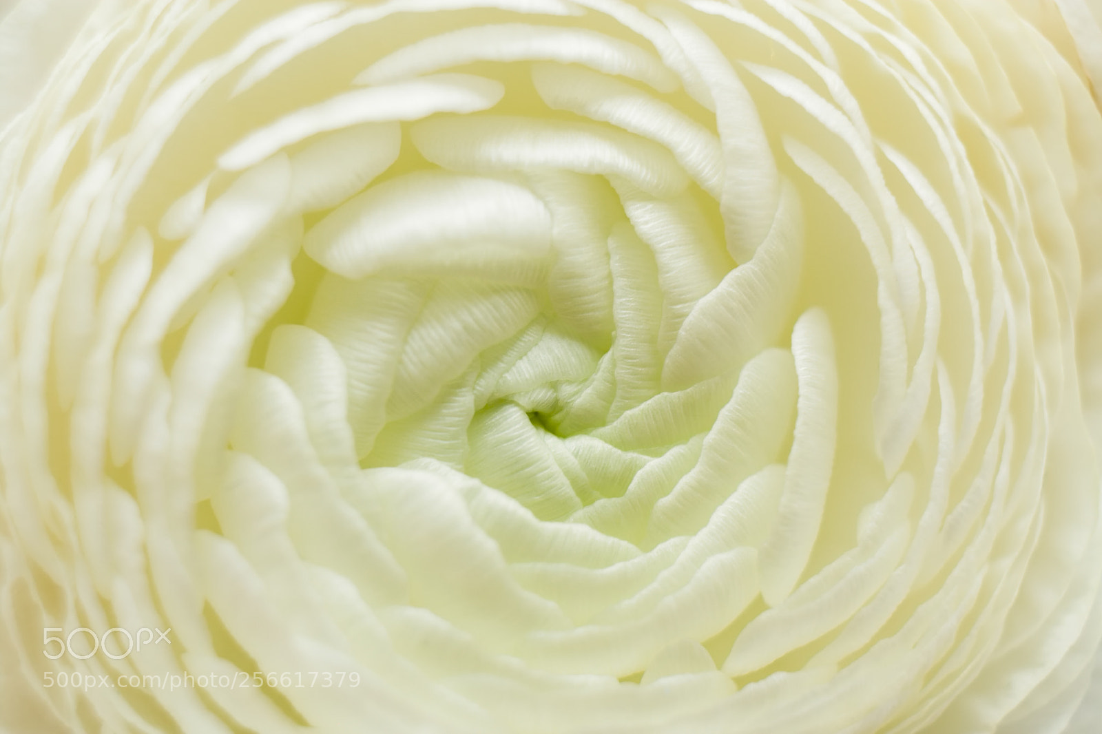 Canon EOS 400D (EOS Digital Rebel XTi / EOS Kiss Digital X) sample photo. Macro white flower of photography