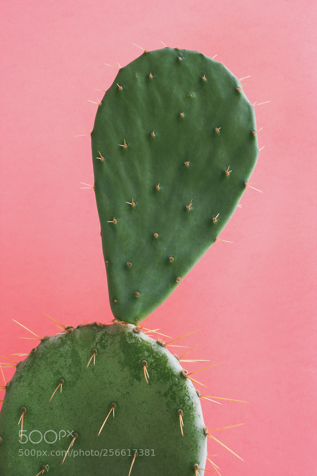 Canon EOS 400D (EOS Digital Rebel XTi / EOS Kiss Digital X) sample photo. Green cactus opuntia on photography