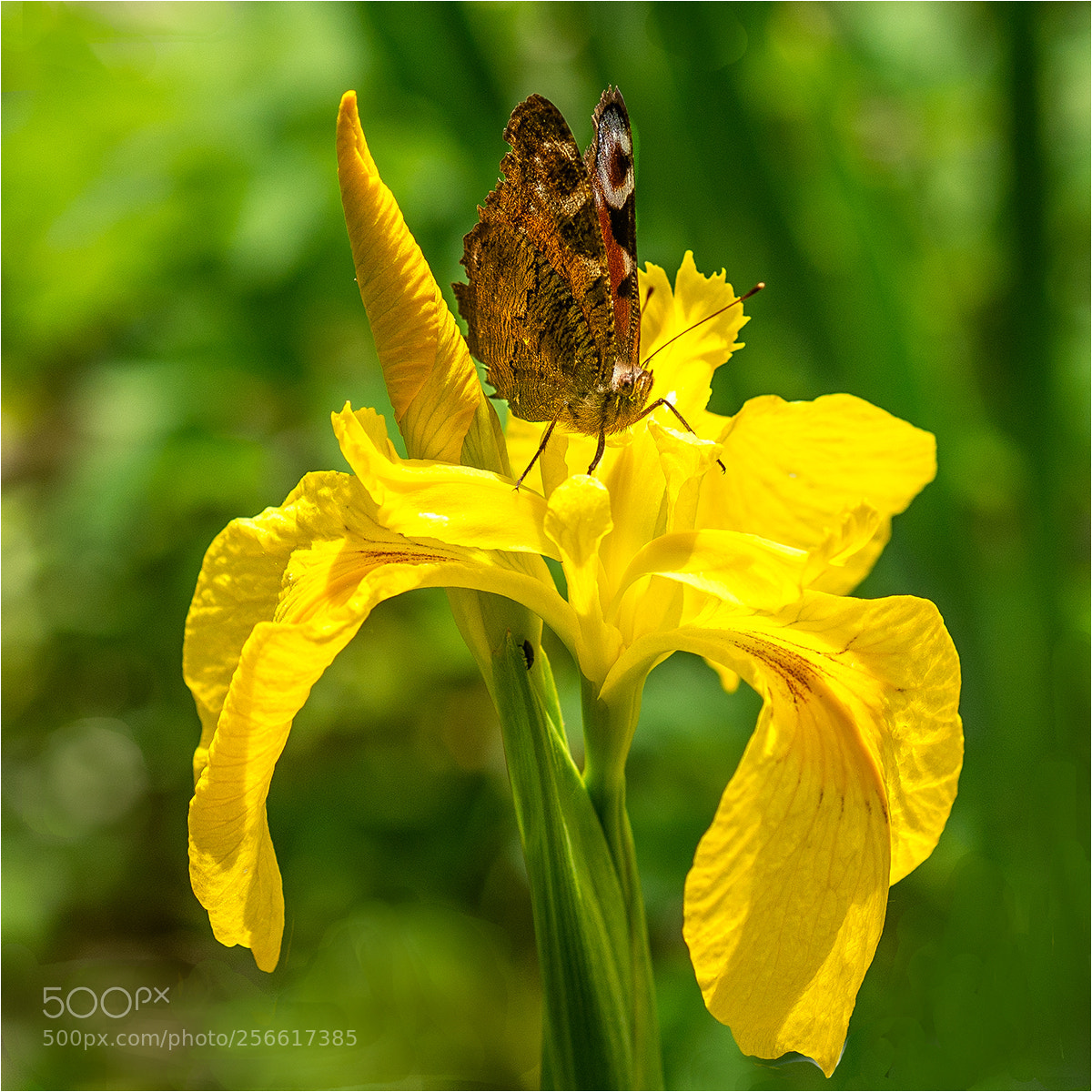 Nikon D610 sample photo. Iris delight photography
