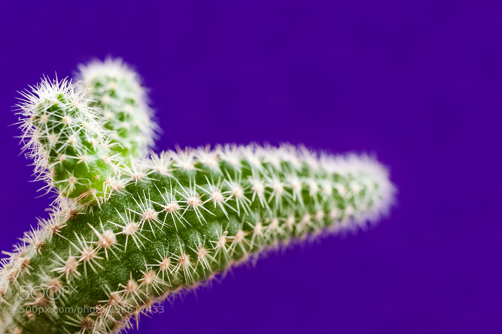 Canon EOS 400D (EOS Digital Rebel XTi / EOS Kiss Digital X) sample photo. Close-up green cactus as photography