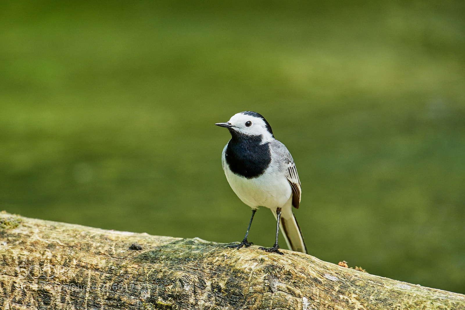 Nikon D500 sample photo. Bachstelze (motacilla alba) photography