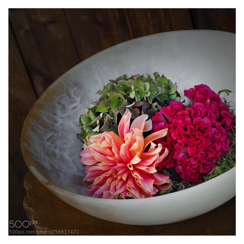 Olympus OM-D E-M5 II sample photo. Photography by steve tobus photography