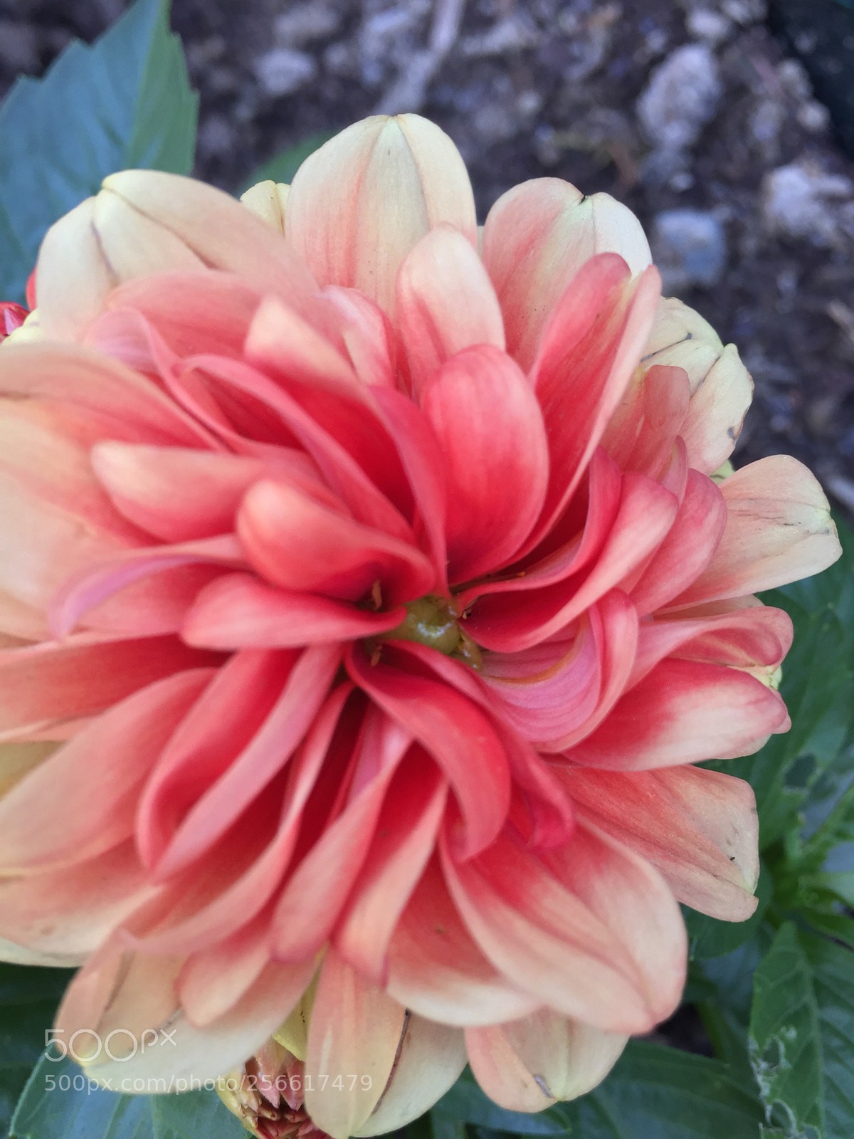 Apple iPhone 6 sample photo. Untitled photography