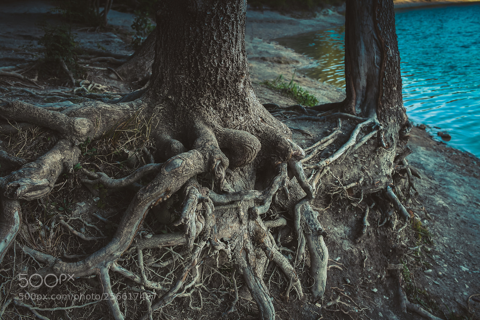 Canon EOS 400D (EOS Digital Rebel XTi / EOS Kiss Digital X) sample photo. Mysterious huge intertwining roots photography