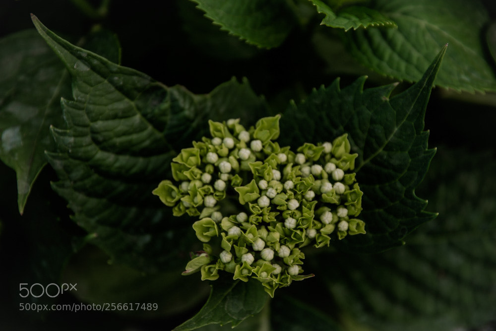 Nikon D3300 sample photo. Hortenzia photography