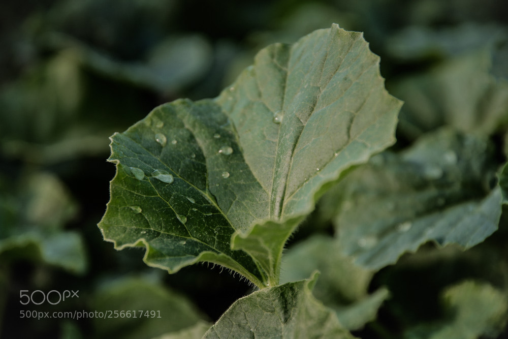 Nikon D3300 sample photo. Green leaf photography
