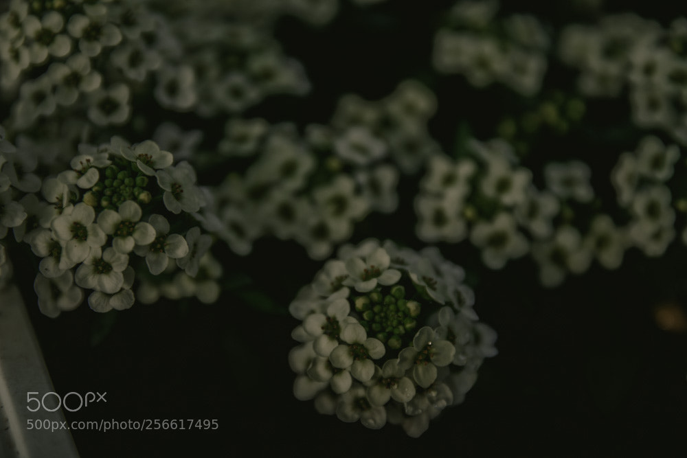 Nikon D3300 sample photo. White flowers photography