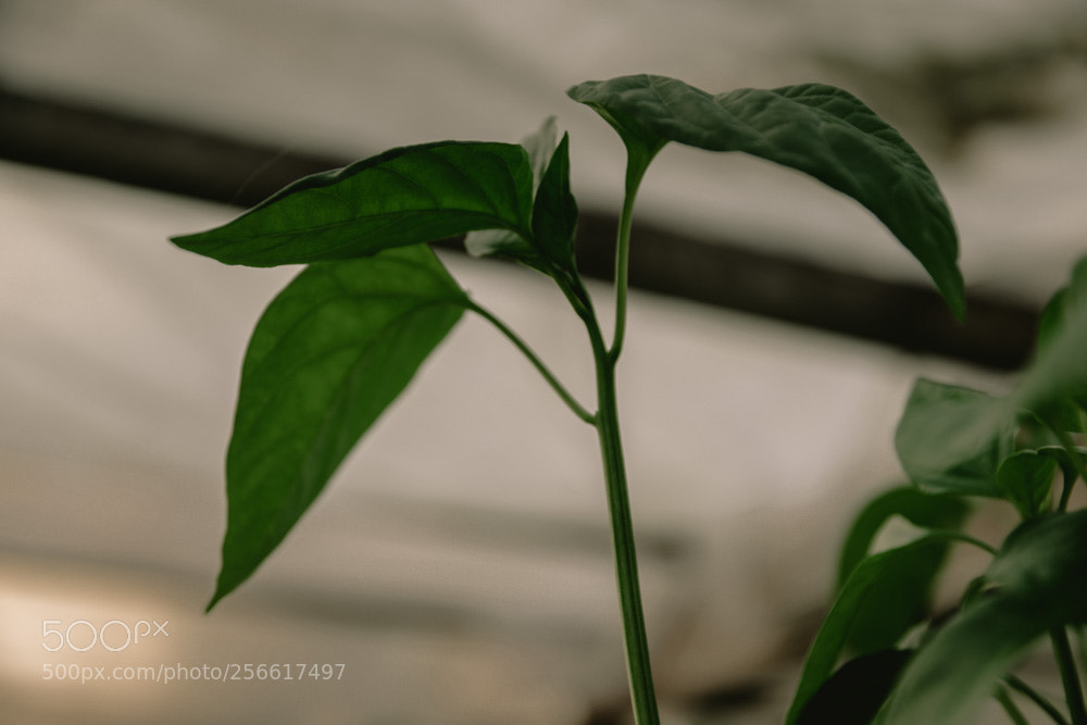 Nikon D3300 sample photo. Paprika photography