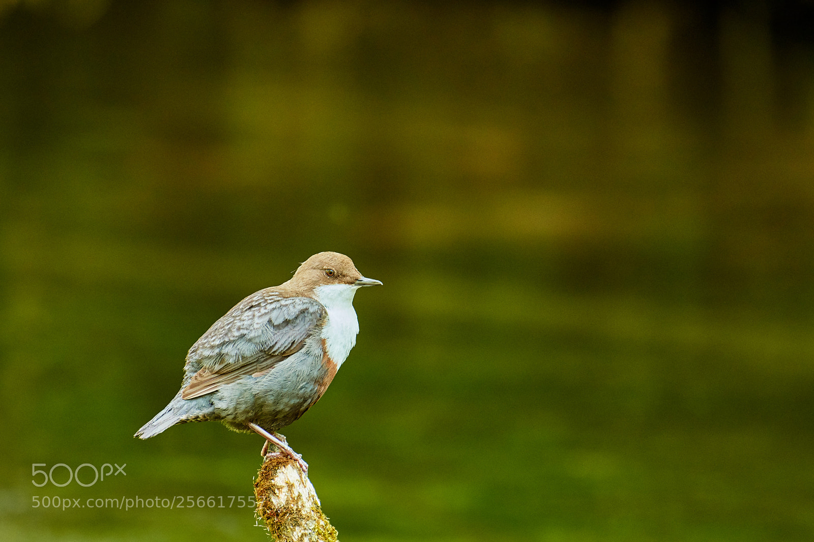 Nikon D500 sample photo. Wasseramsel (cinclus cinclus) photography