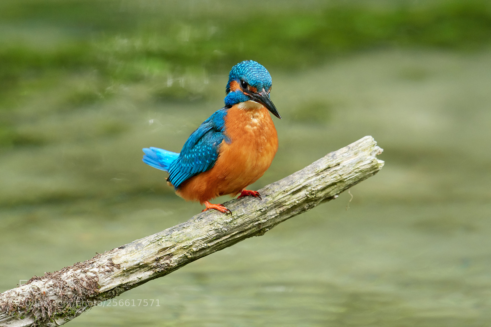Nikon D500 sample photo. Eisvogel (alcedo atthis) photography