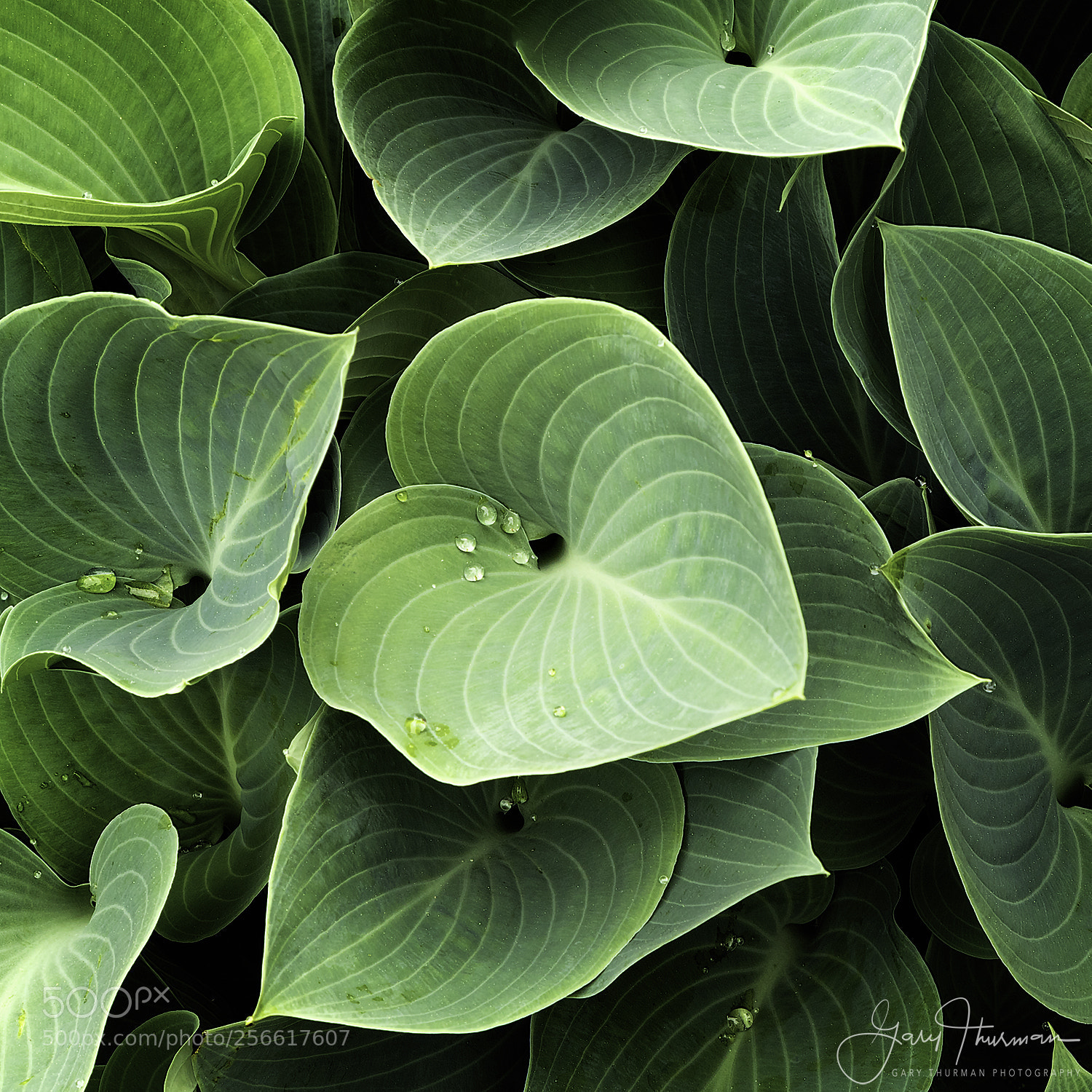 Canon EOS 7D Mark II sample photo. Down the drain photography