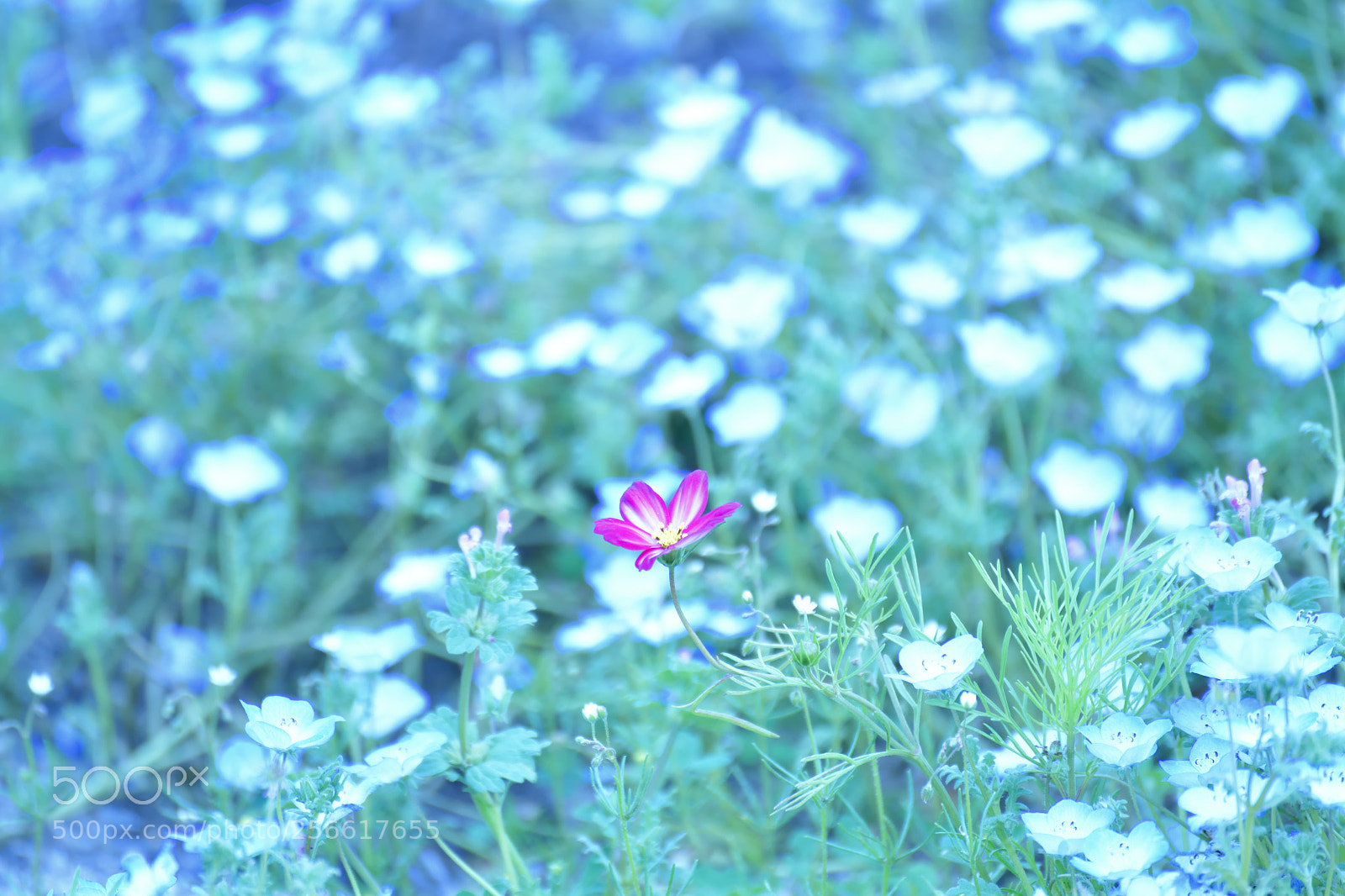Nikon D850 sample photo. Untitled photography