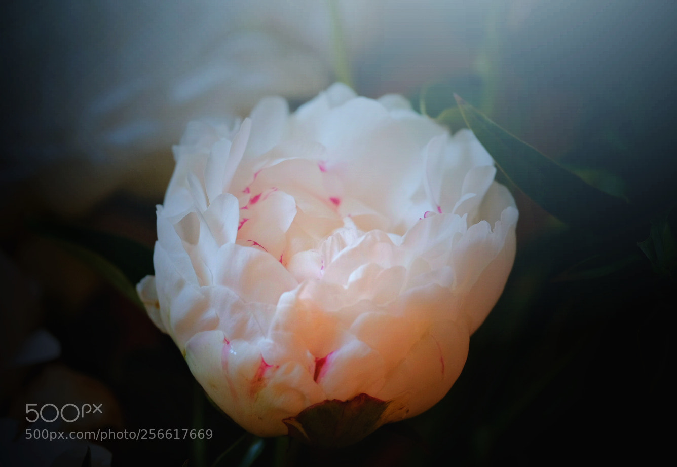 Fujifilm X-T2 sample photo. 牡丹 photography