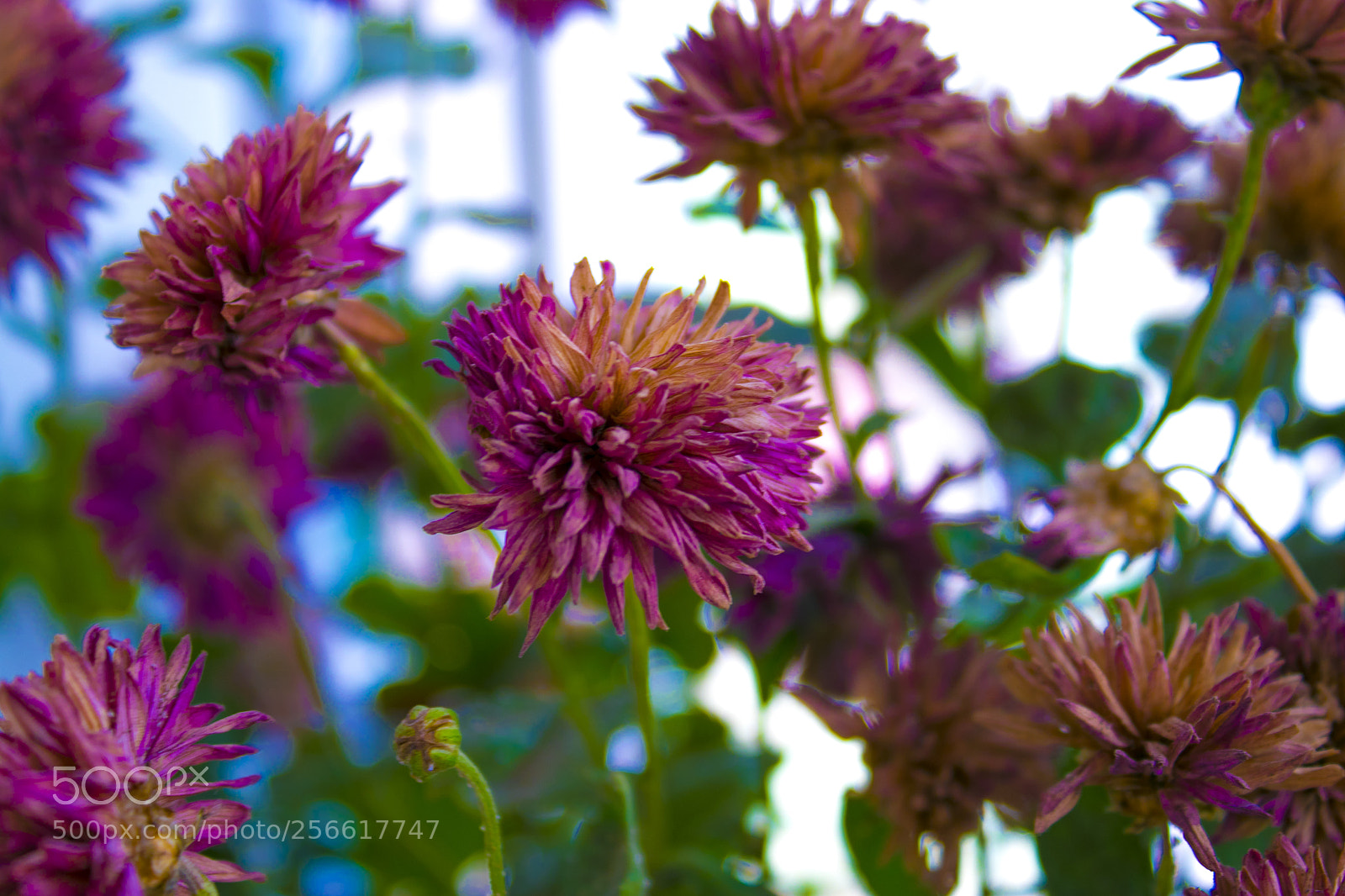 Canon EOS 80D sample photo. Img photography