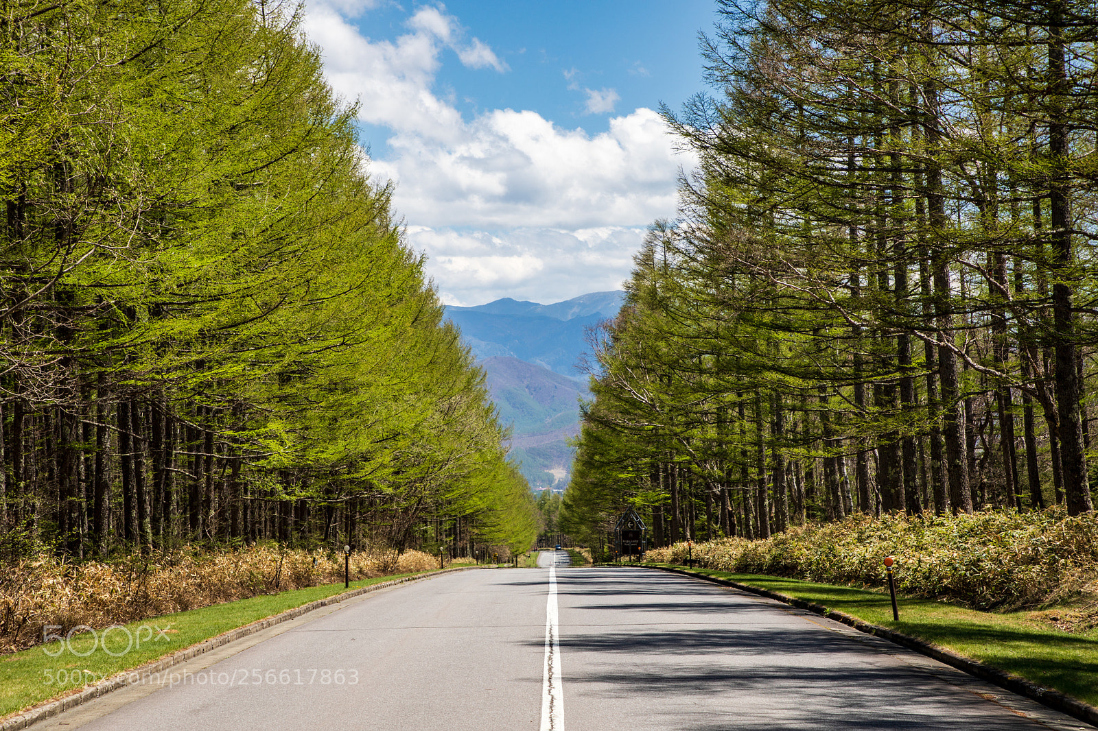 Canon EOS 5D Mark IV sample photo. Spring road photography
