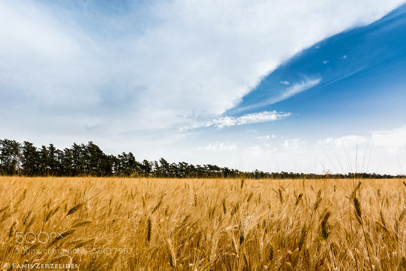 Nikon D5200 sample photo. Wheat farm photography