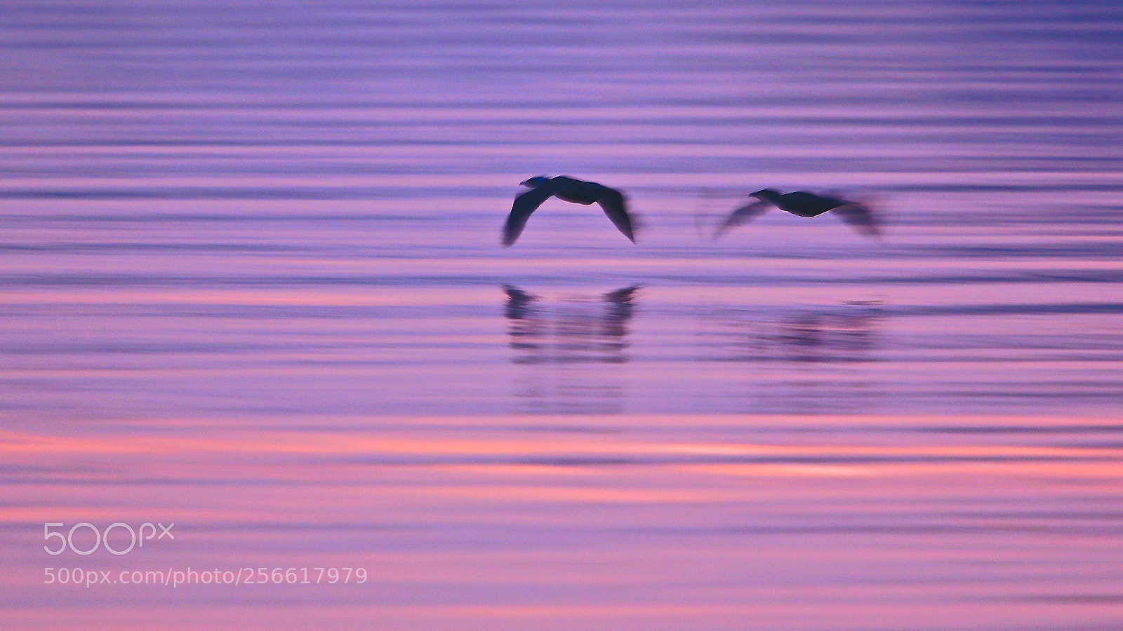 Canon EOS 7D Mark II sample photo. Cormorants in the twilight photography