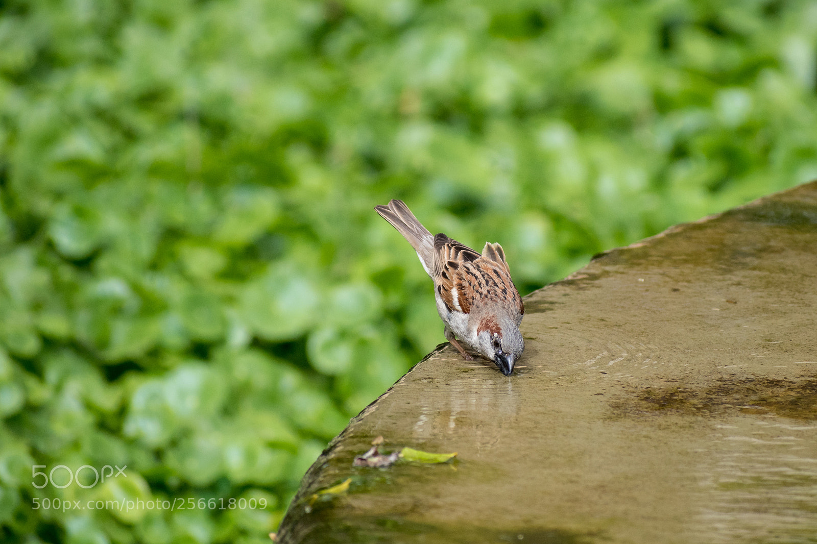 Nikon D5600 sample photo. Drinking sparrow photography