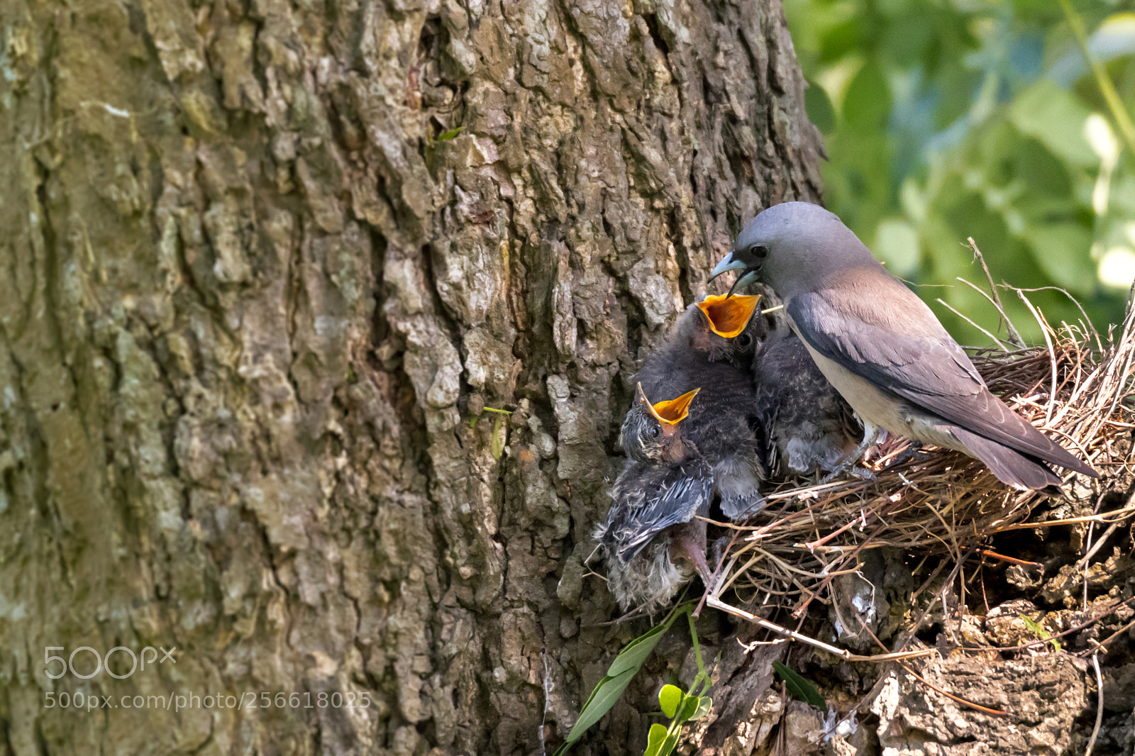 Canon EOS 7D Mark II sample photo. Ashy woodswallow photography