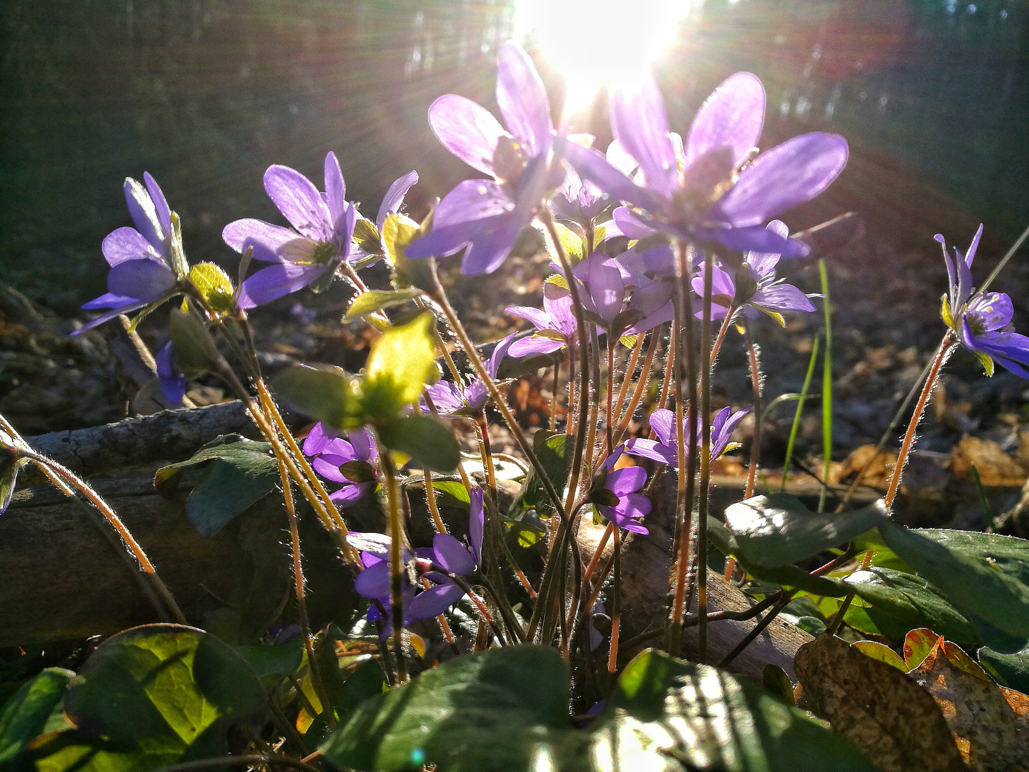 HUAWEI Honor 8 sample photo. Kevät photography