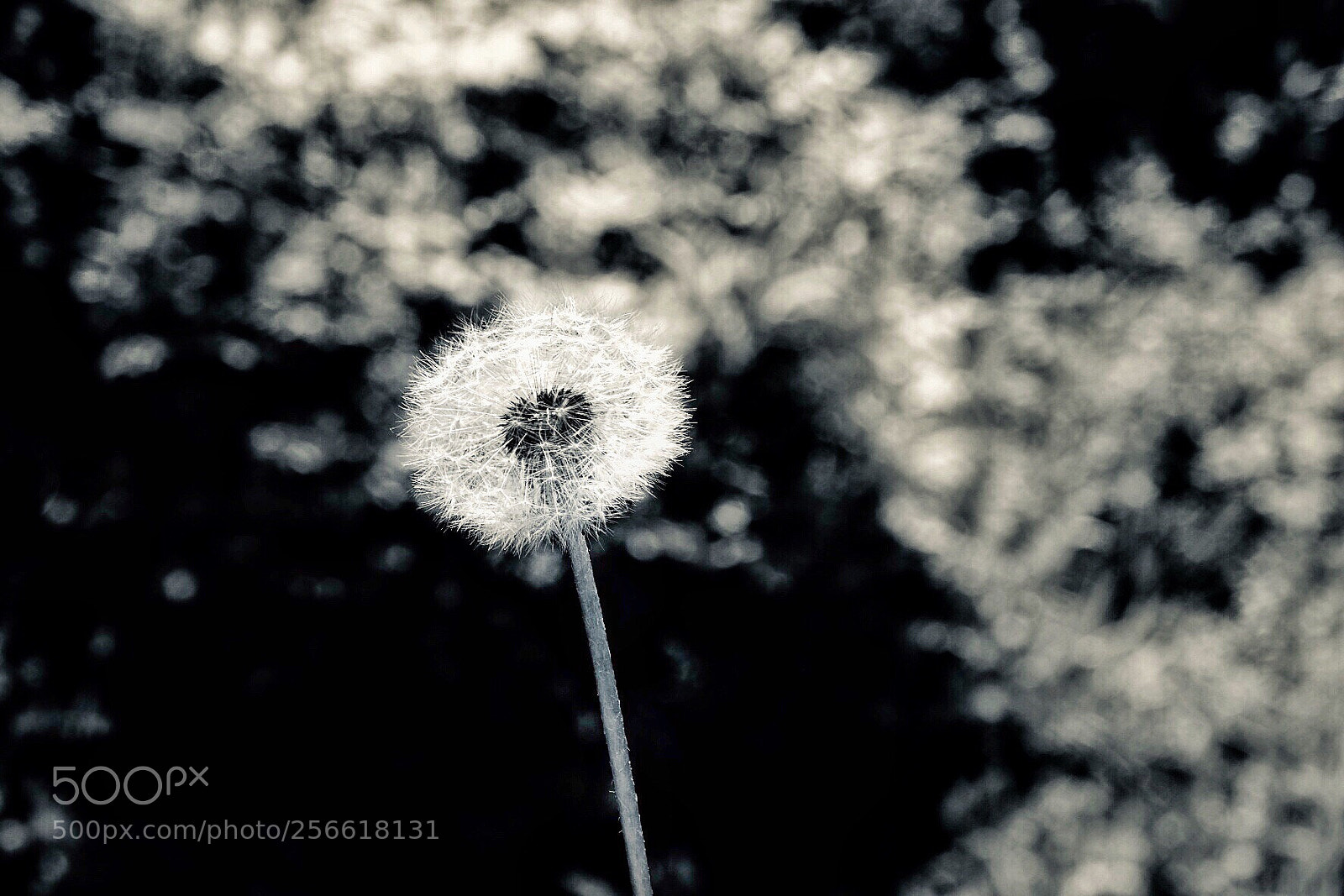 Fujifilm X-T1 sample photo. Untitled photography