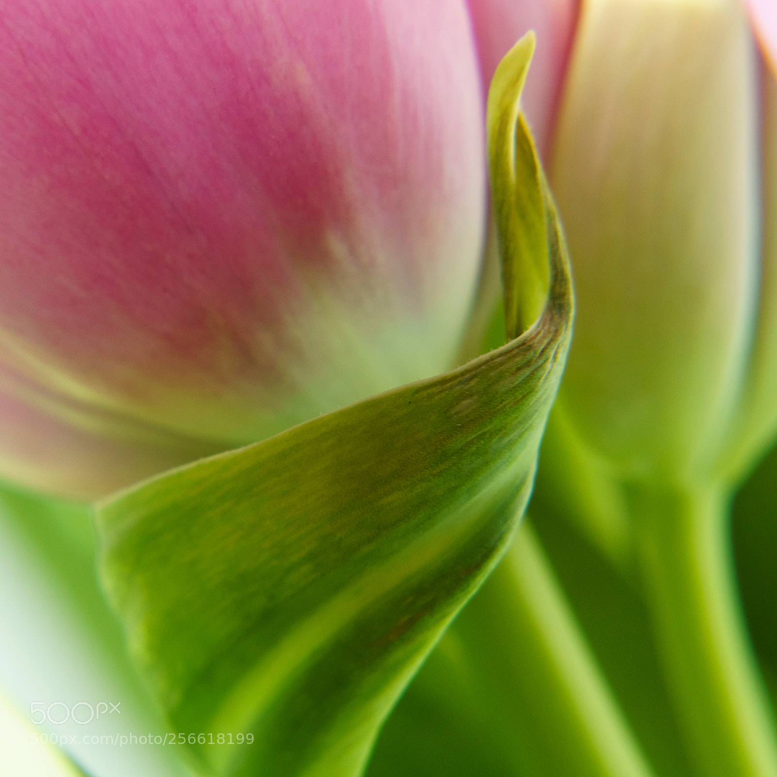 Sony a6000 sample photo. 20180505dsc08818_1.jpg photography