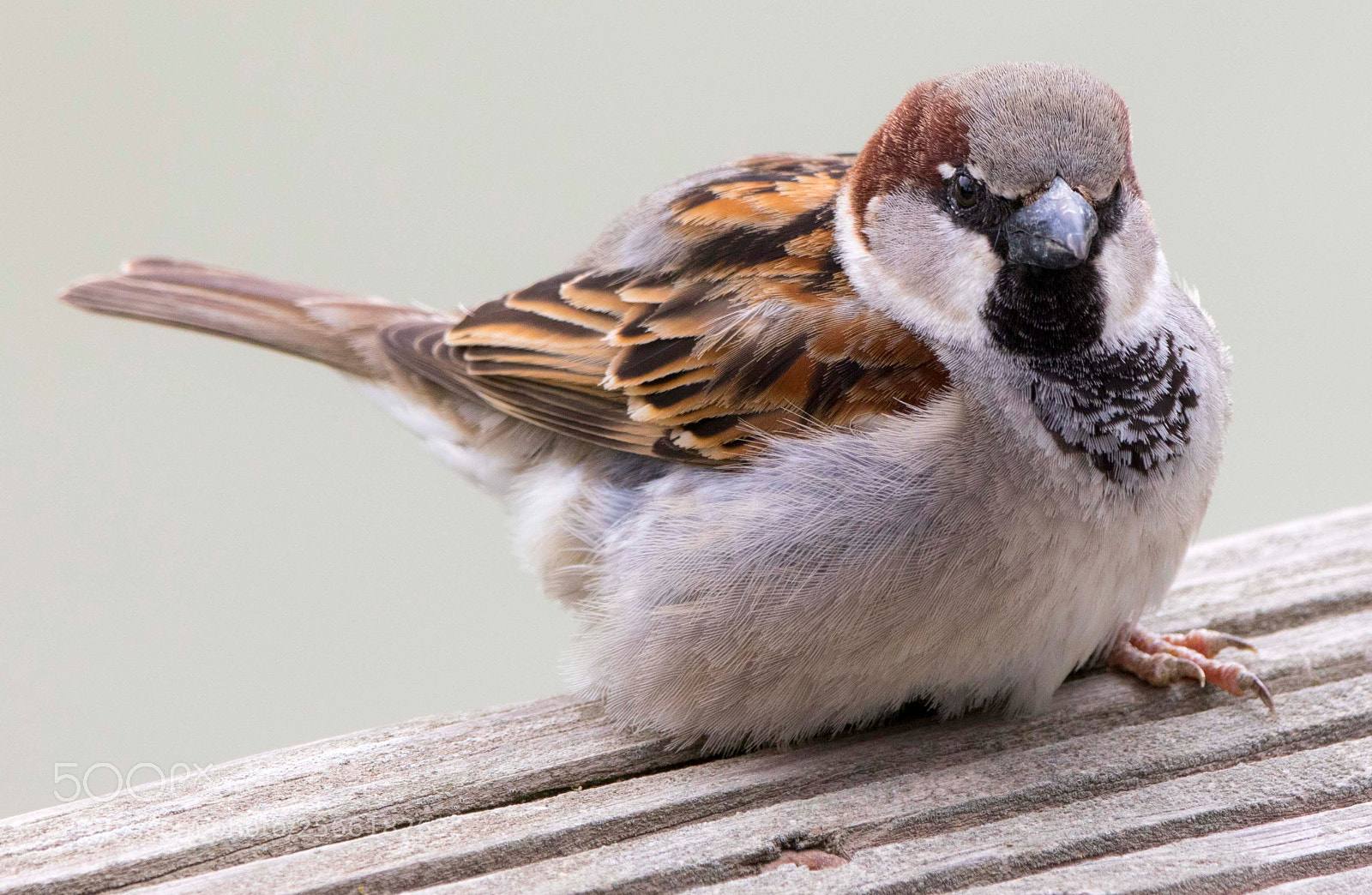 Canon EOS 7D Mark II sample photo. Moineau domestique ! photography