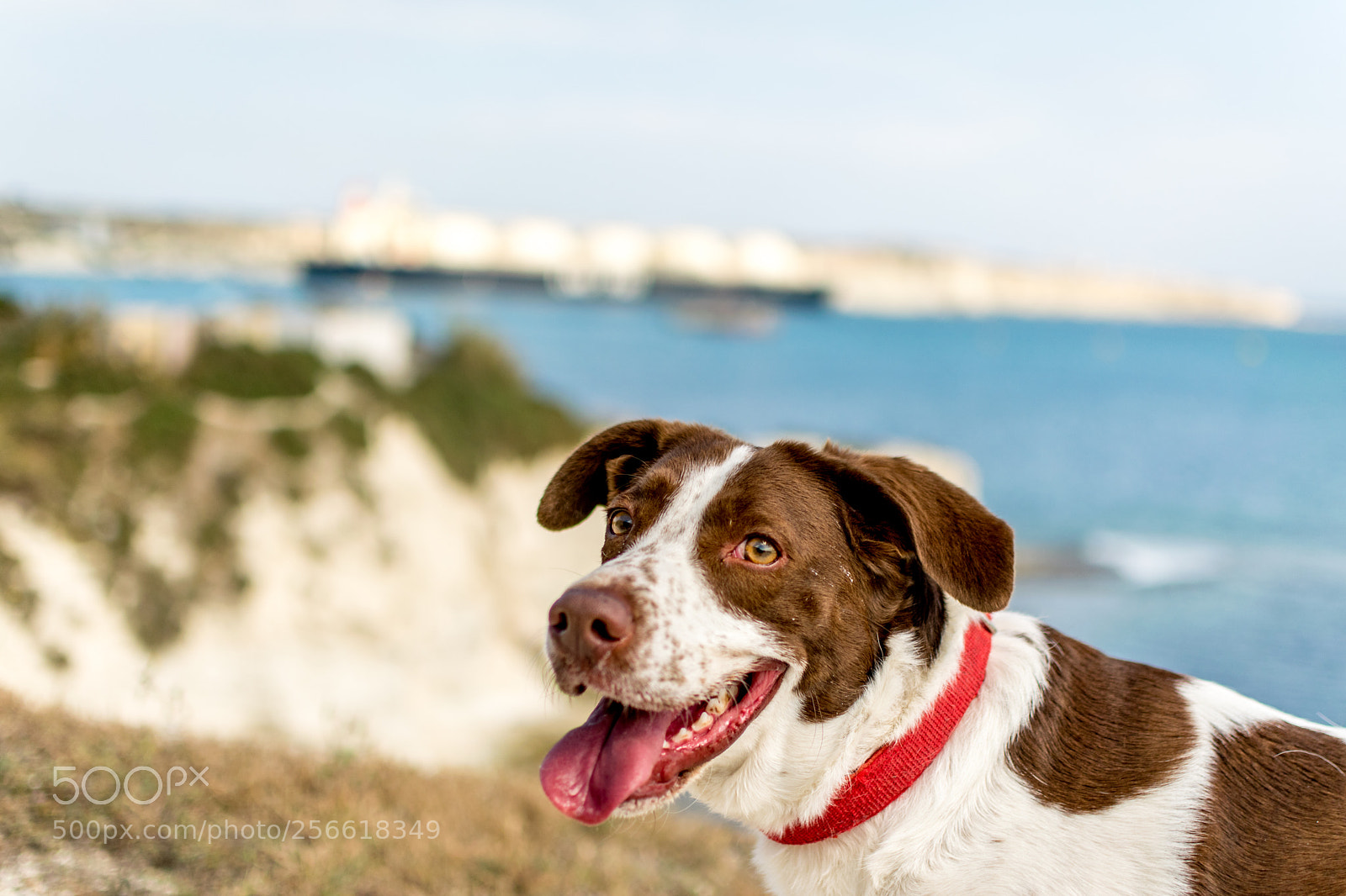 Nikon D3300 sample photo. Doggy photography