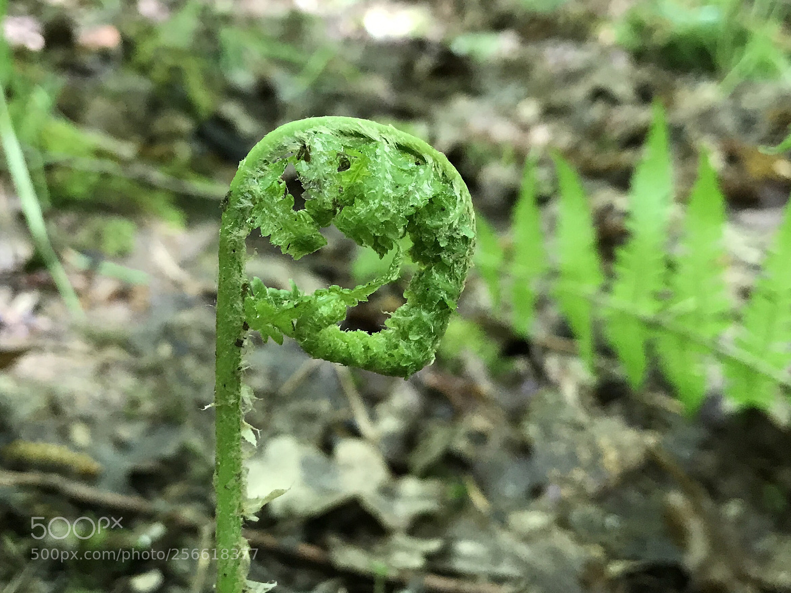 Apple iPhone 7 sample photo. Untitled photography