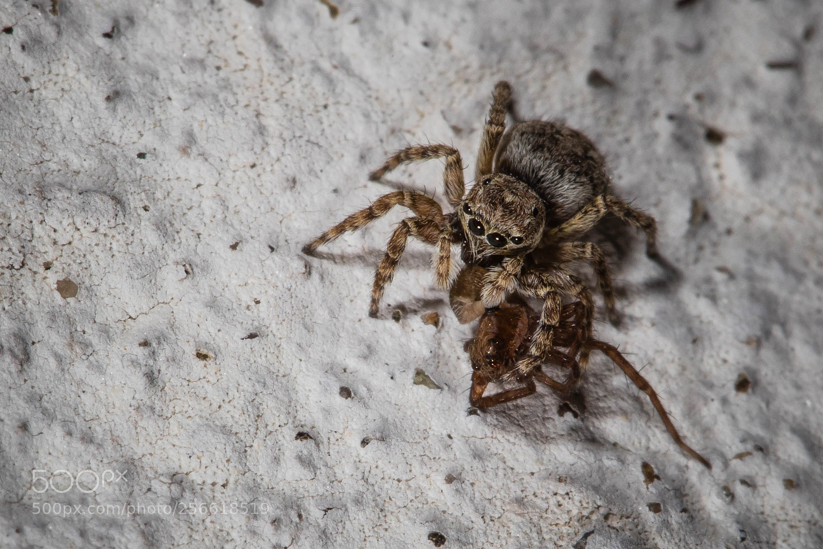 Canon EOS 6D Mark II sample photo. Eyes photography