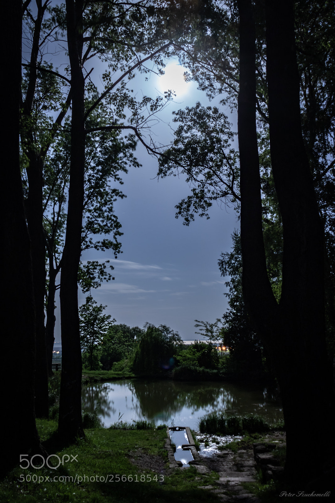 Canon EOS 750D (EOS Rebel T6i / EOS Kiss X8i) sample photo. Alleine im wald photography