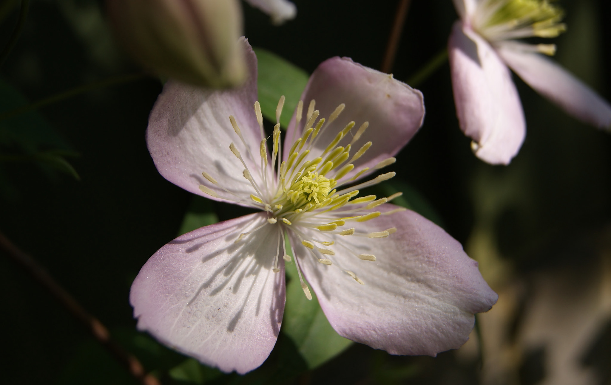Sony Alpha DSLR-A380 sample photo. Out of fence ... photography